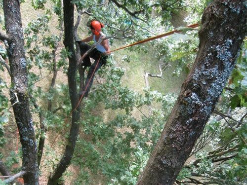 Arborist som ska beskära träd